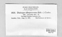 Diatrype albopruinosa image